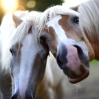 Haflinger