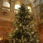 Weihnachtsbaum